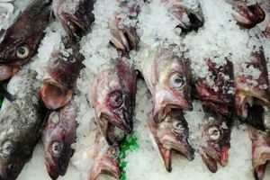Cámaras frigoríficas Jaén - Frionuevo